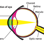 Macular Society talk